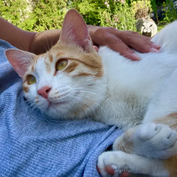 Tierkommunikation001