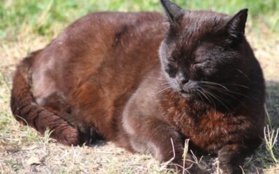 Fernreiki für ältere Tiere: Sanfte Energie für mehr Stabilität und Lebensfreude im Alter