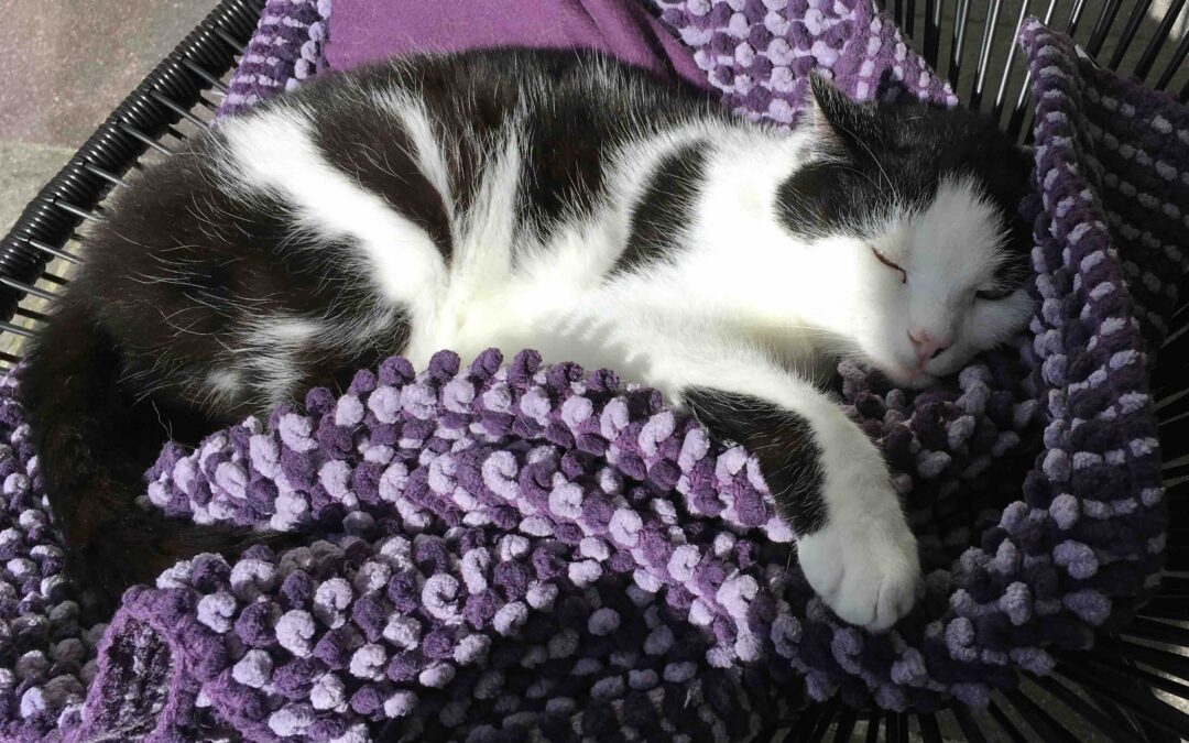 Umgang mit älteren und chronisch kranken Tieren