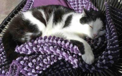 Umgang mit älteren und chronisch kranken Tieren