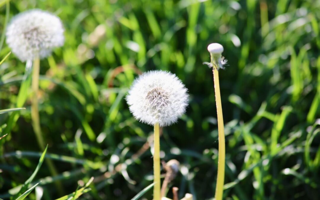 Affirmationen – wie sie dein Leben leichter und kraftvoller machen