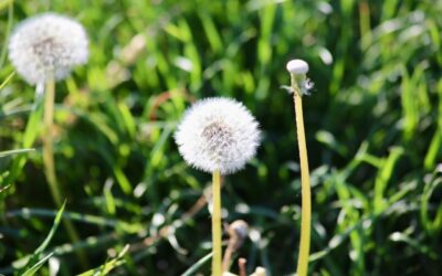 Affirmationen – wie sie dein Leben leichter und kraftvoller machen