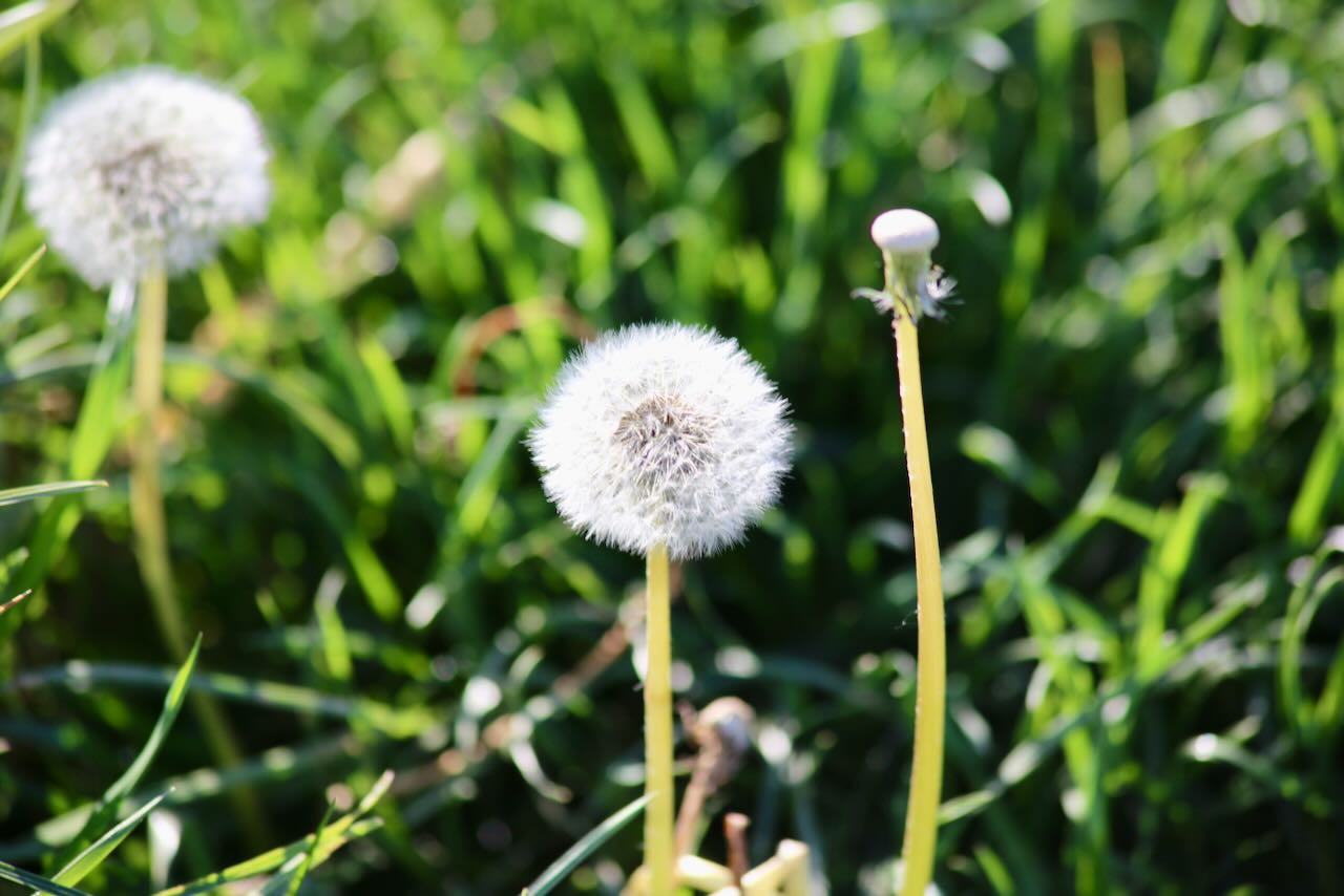 Pusteblume