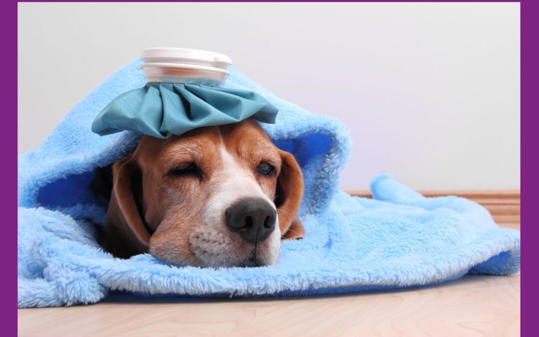 33 Anzeichen, dass dein Tier Reiki braucht