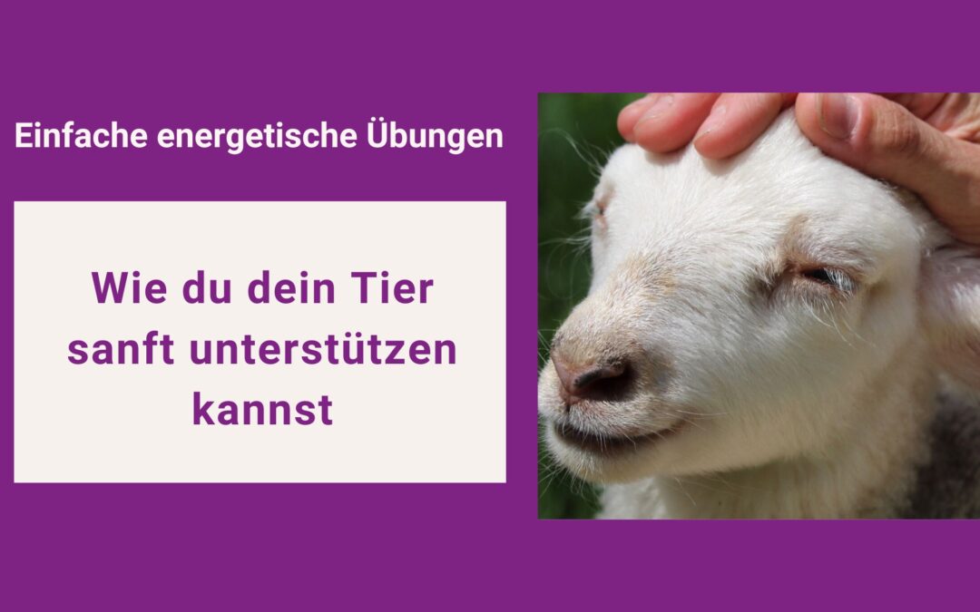5 einfache energetische Übungen für dein Tier